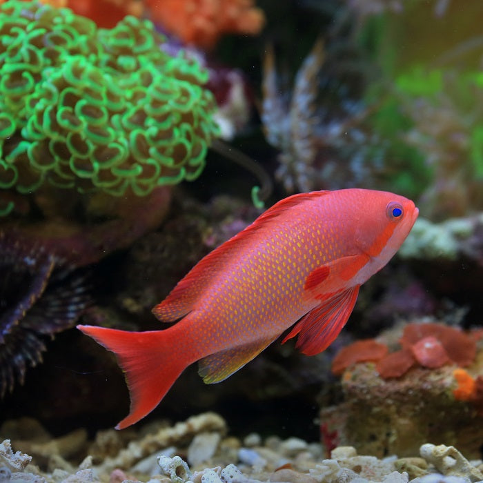 Fish