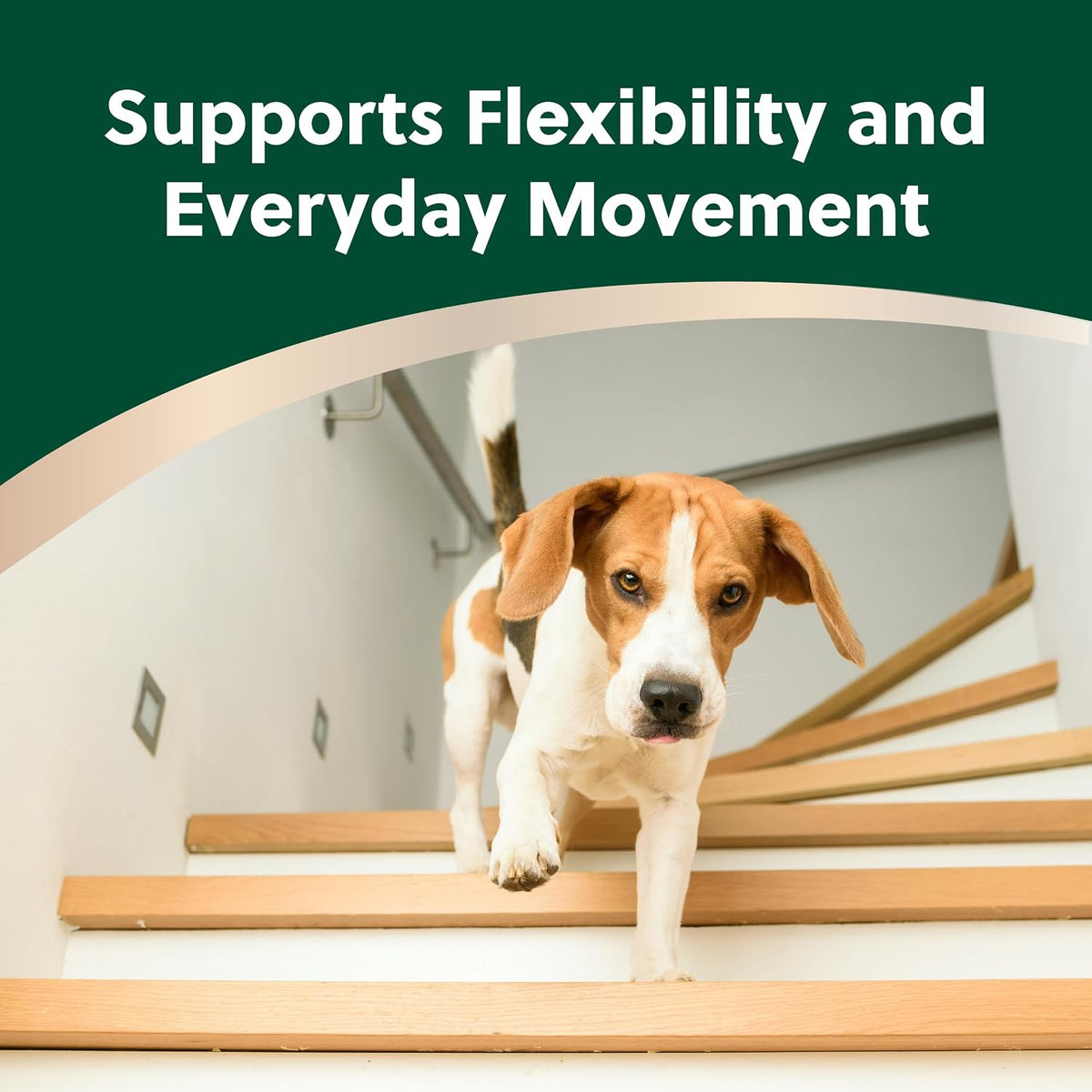 TRP-Tri-COX Hip & Joint Soft Chews for Dogs