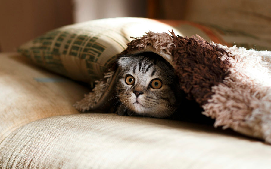 A cat peeking out from under a blanket