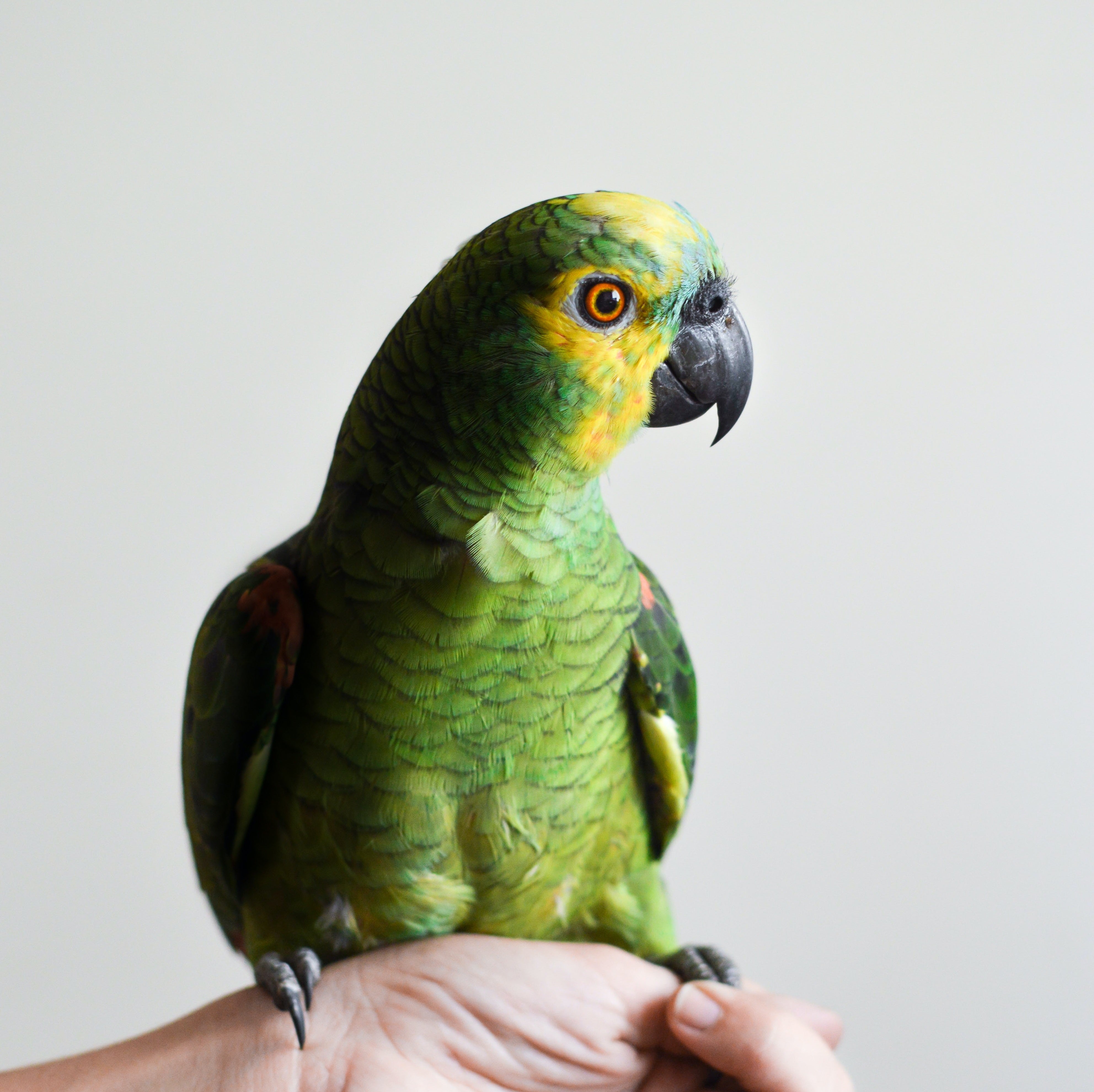 Bird