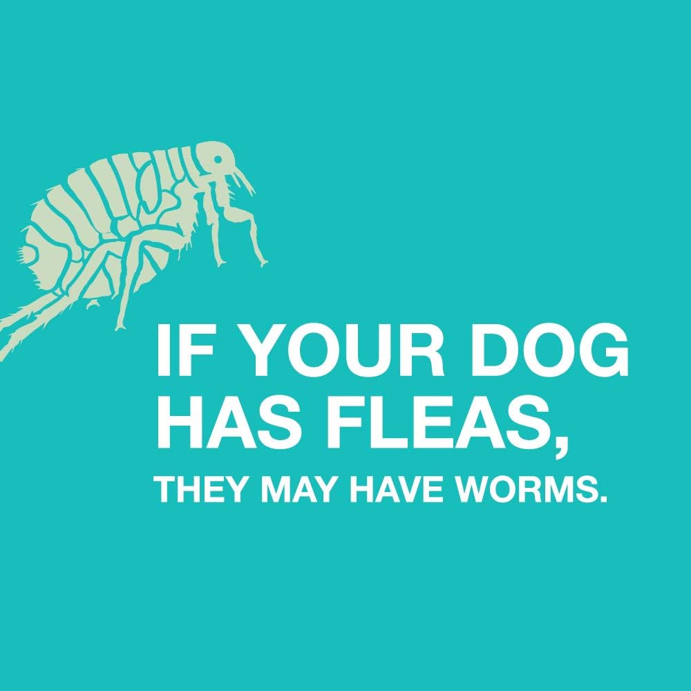 Elanco Tapeworm Dewormer Praziquantel Tablets for Dogs, 5 Count