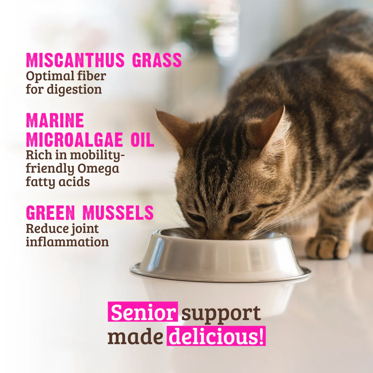 RAWZ Senior Beef, New Zealand Green Mussels & Pumpkin Cat Food – lifestyle photo