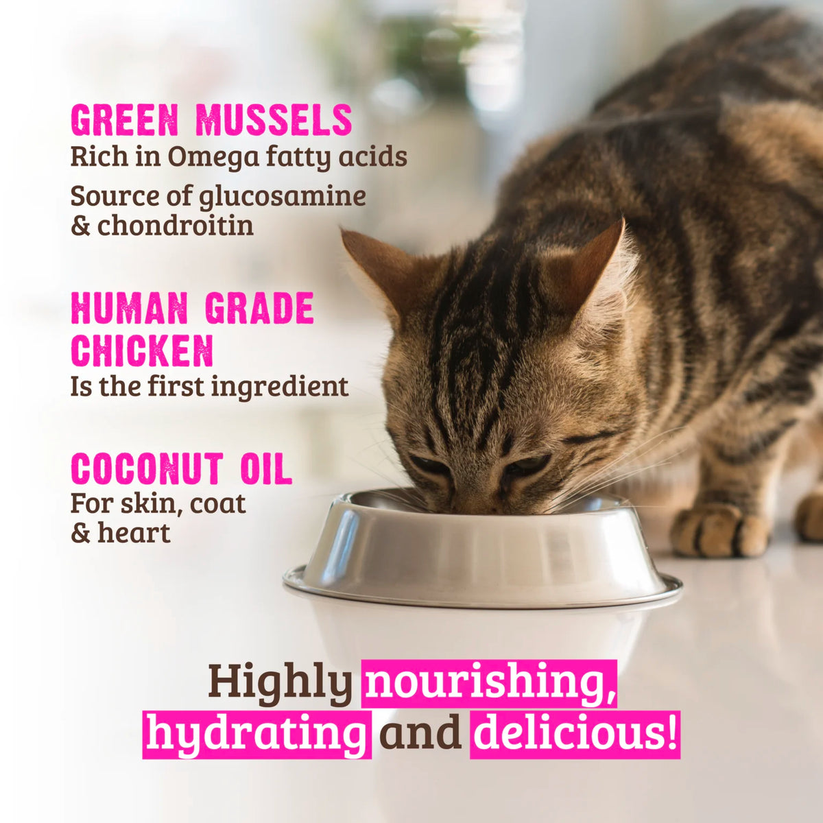 RAWZ Shredded Pouch Chicken Breast, Pumpkin & New Zealand Green Mussels Cat Food Recipe – lifestyle photo