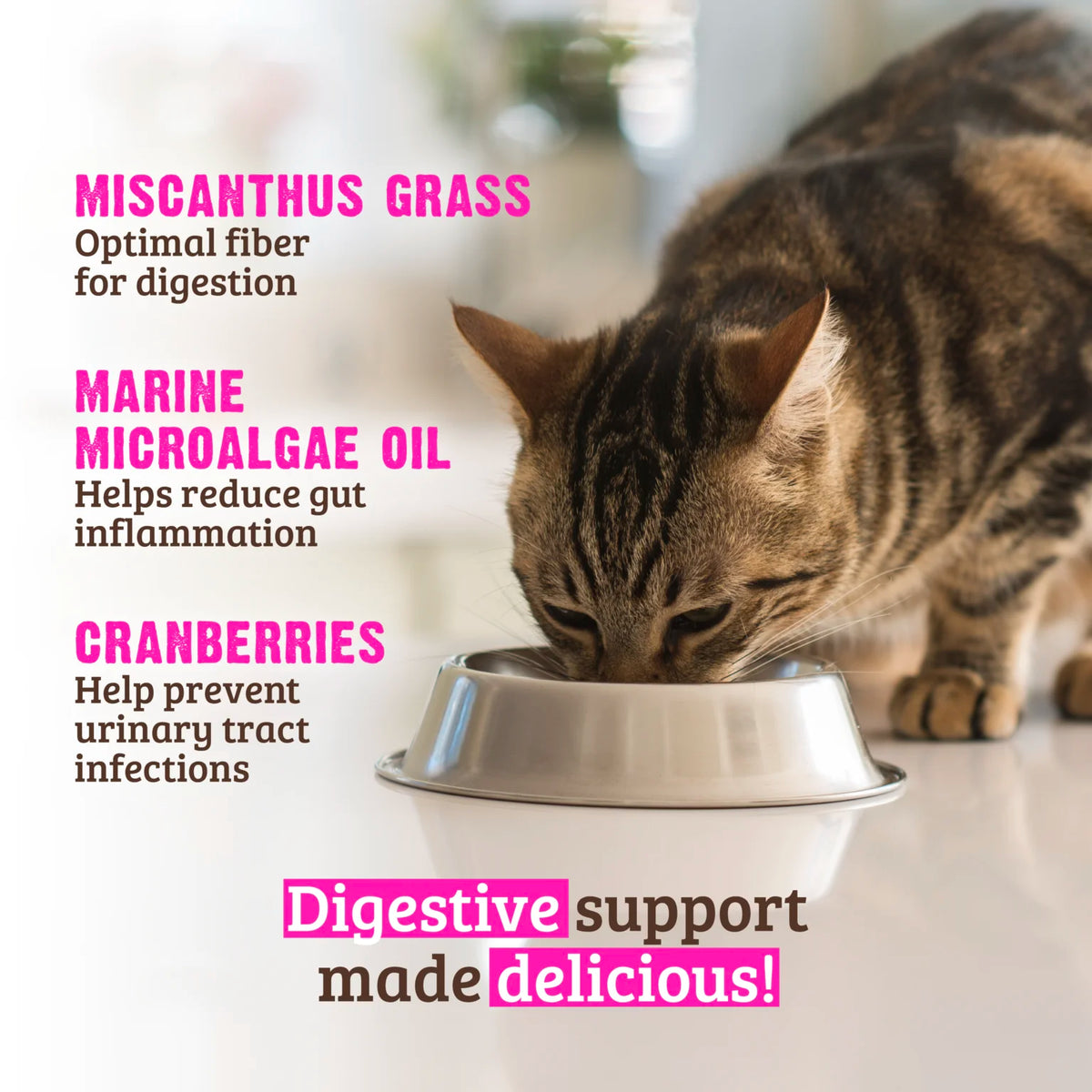 RAWZ Digestive Support Rabbit & Cranberry Cat Food – lifestyle photo