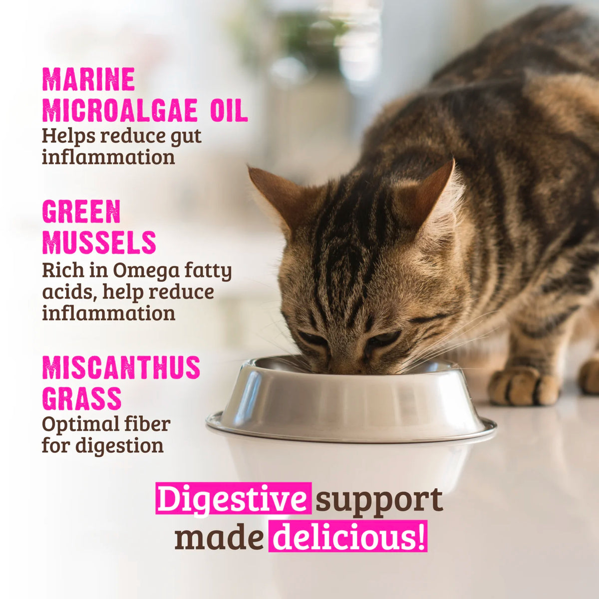 RAWZ Digestive Support Rabbit & Green Mussels Cat Food – lifestyle photo