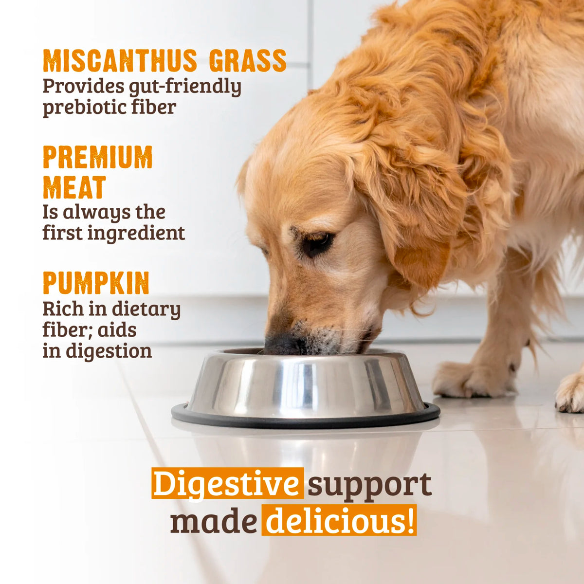 RAWZ Digestive Support Turkey & Pumpkin Dog Food – lifestyle photo