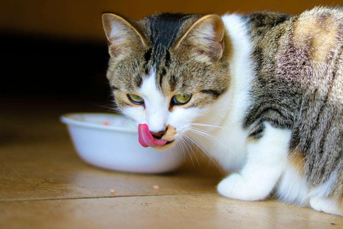 Tabby cat eating from a white bowl