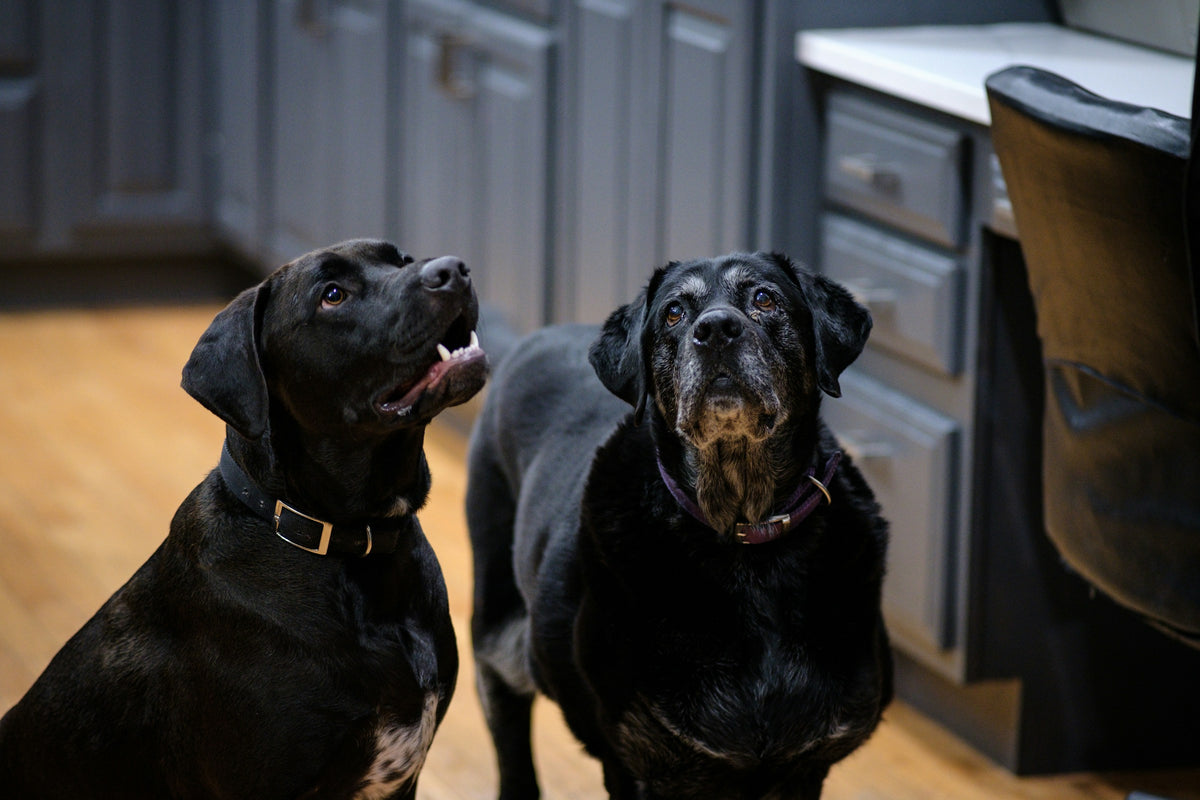 Two black Labradors waiting for dinner in the kitchen