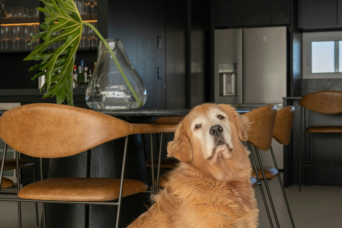 Golden retriever sitting in a modern kitchen