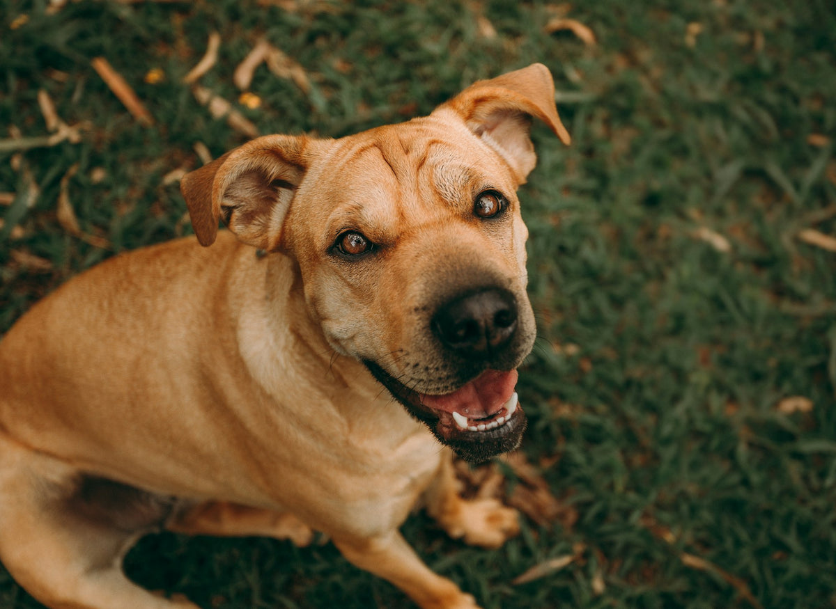 Dog sitting on green grass looking up