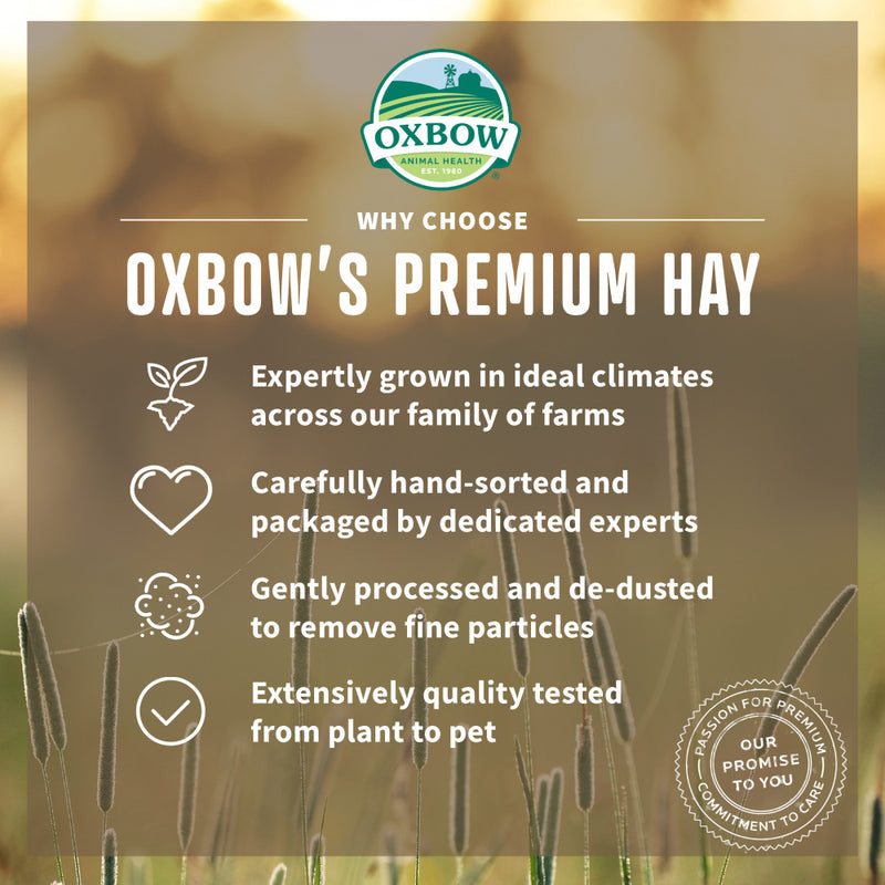 Oxbow Animal Health Western Timothy Hay All Natural Hay for Rabbits Guinea Pigs Chinchillas Hamsters & Gerbils
